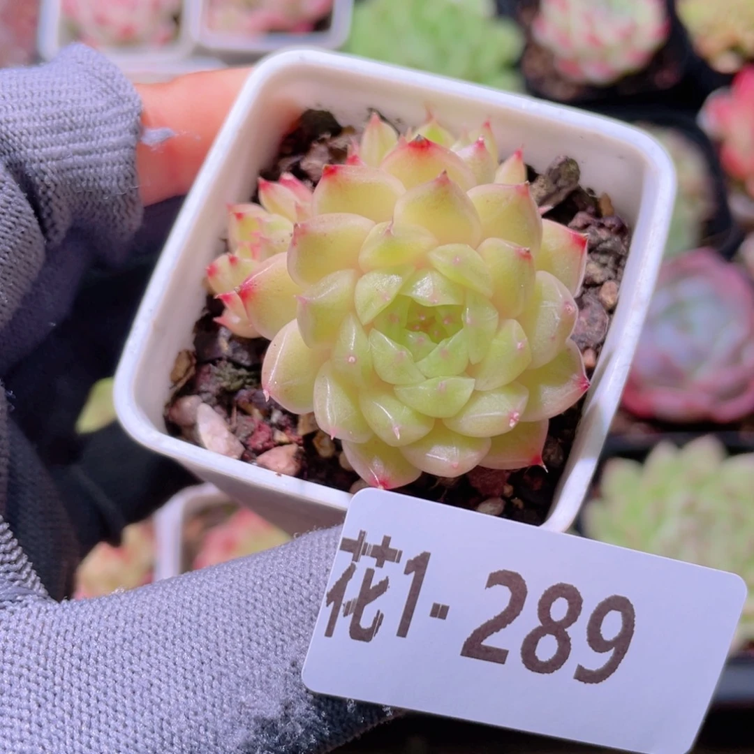 花利美 1-289海王