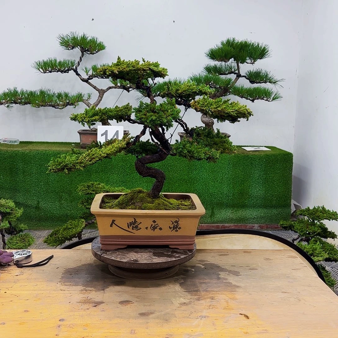 盆景盆景盆景盆景