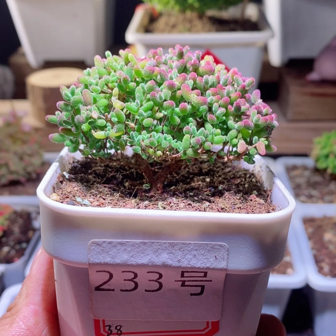 蜜橘带盆土发货一物一拍