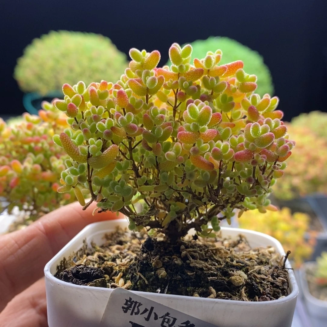 等***等275蜜橘糖球。