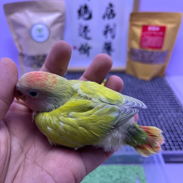 精品绿边闪公L35369-桃面鹦鹉