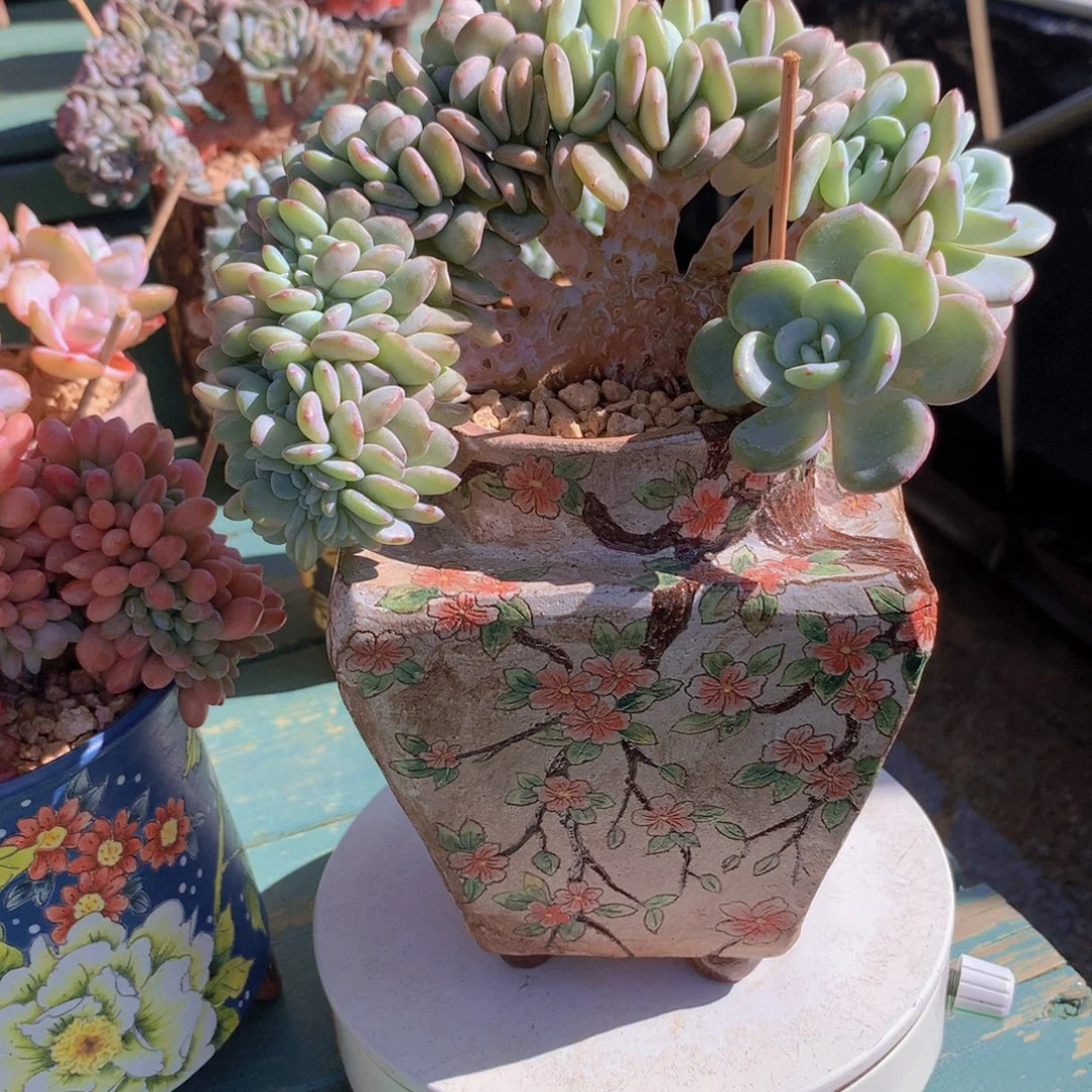 香雪海自然小树无砍群