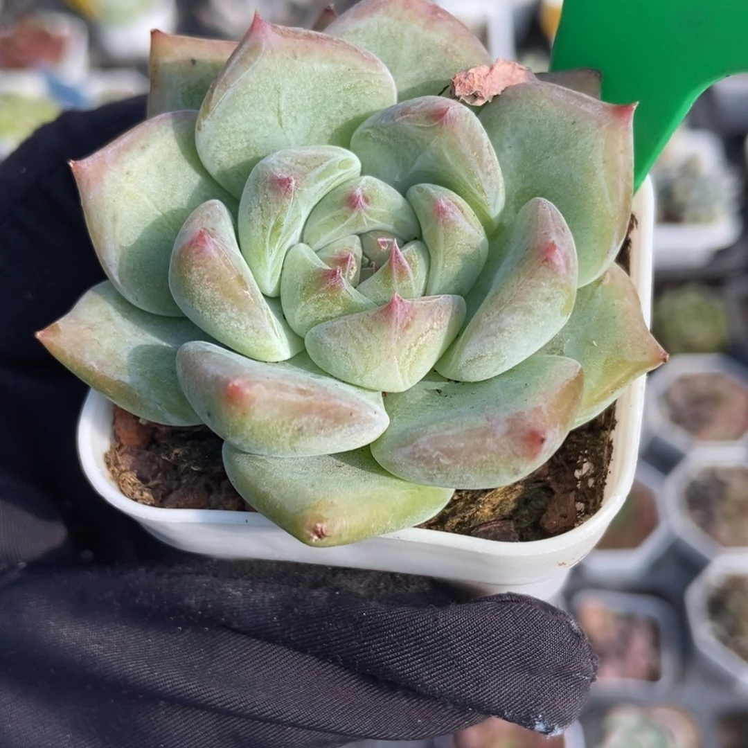 791白拉糖多肉植物