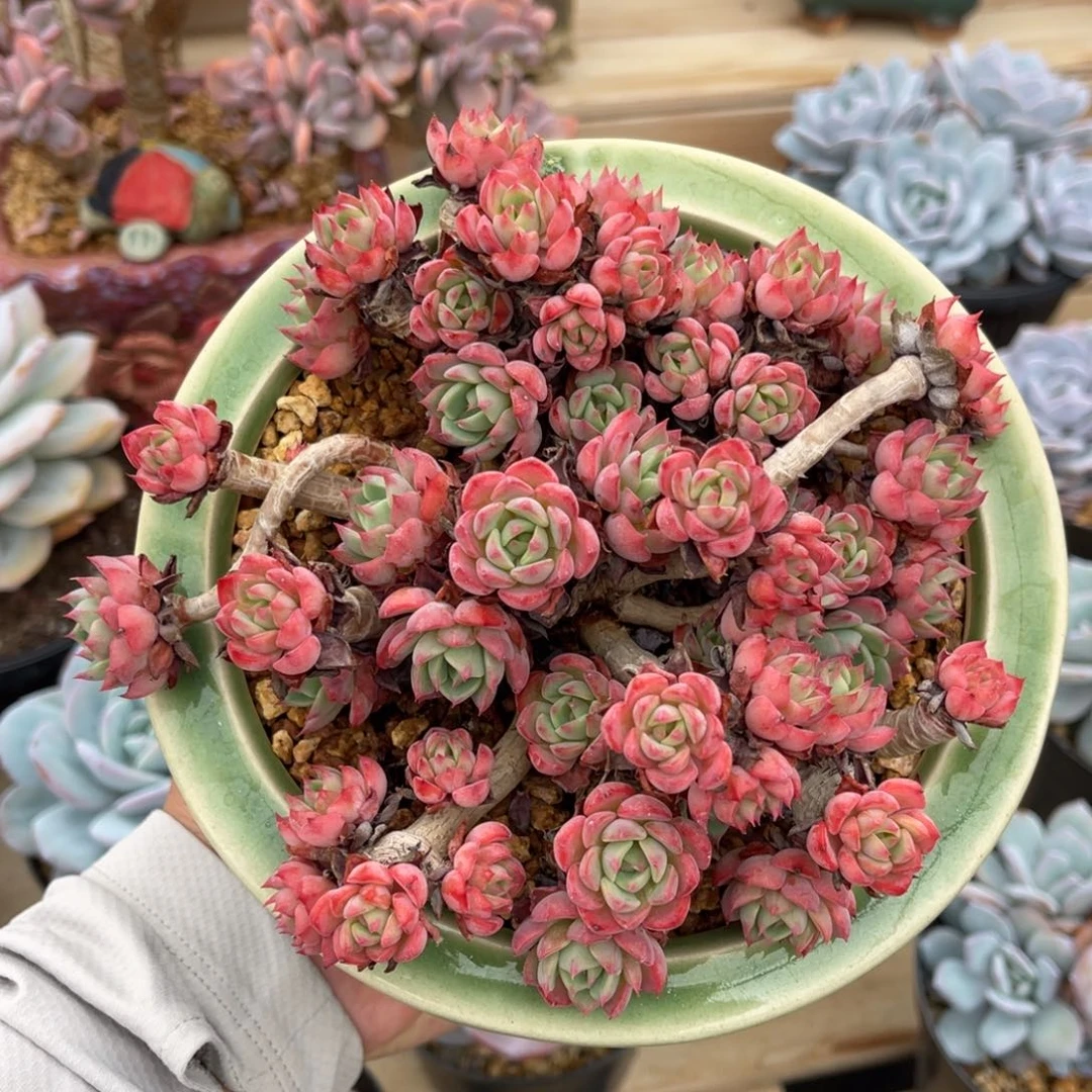 一物一拍不支持退换