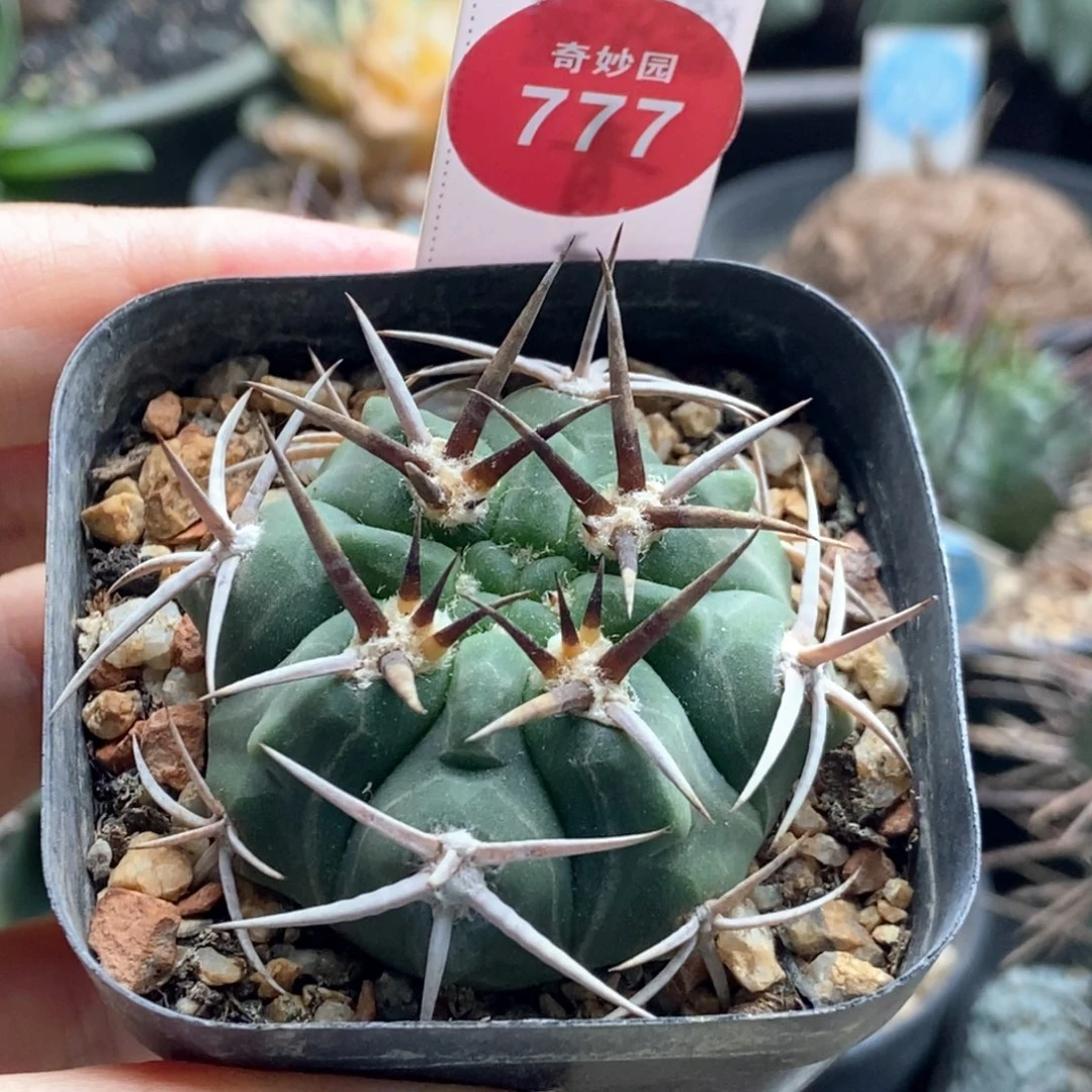 实生五十铃玉豪刺碧岩玉一颗