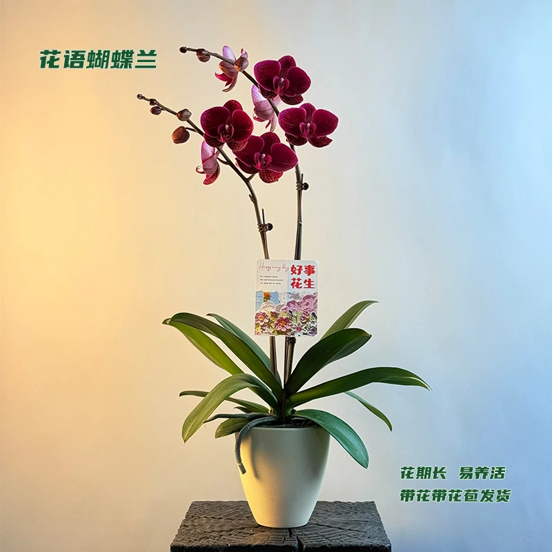 蝴蝶兰【伯爵夫人】 带花带花苞发货 室内客厅阳台花卉 好养易活