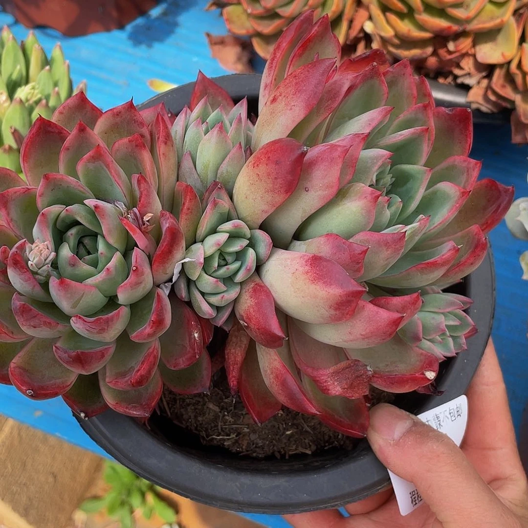 S**莉绿龙8042多肉