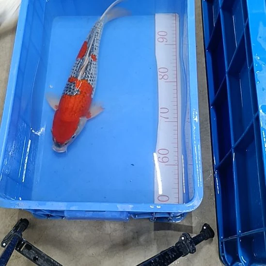 海水顺丰包邮开箱包活