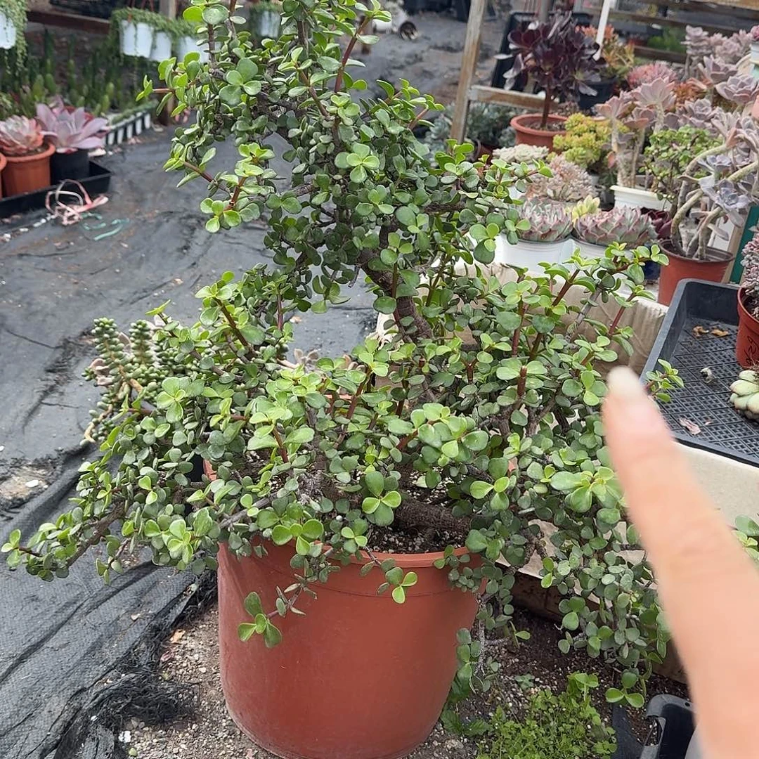 特价大号金枝玉叶多肉植物