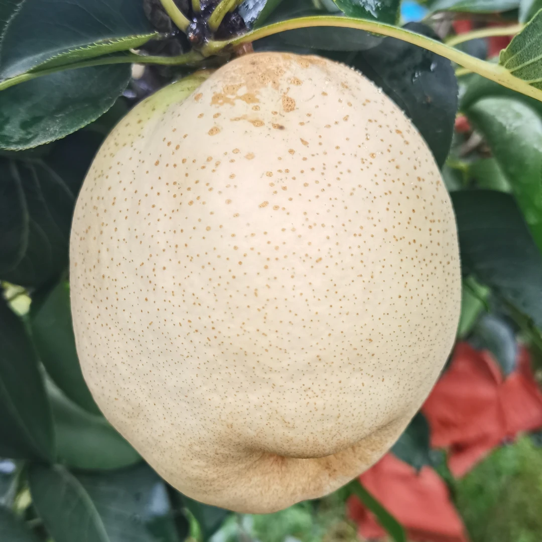 山农酥梨新鲜当季水果脆甜多汁果园直发散装快递配箱4个装5斤左右