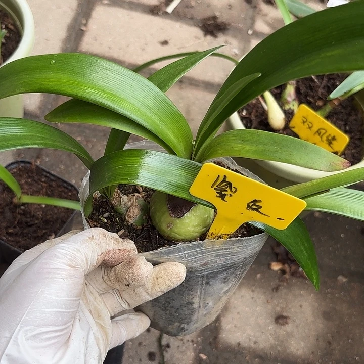 无花朵朱顶红紫纹4+3侧
