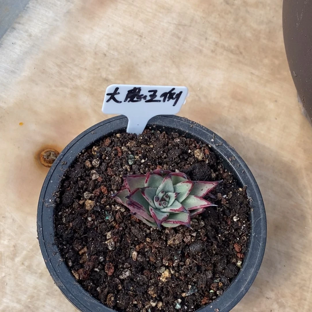 静*大魔王侧芽B-25.11.7