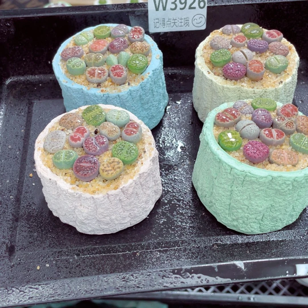 w3926 带盆土发货一物一拍