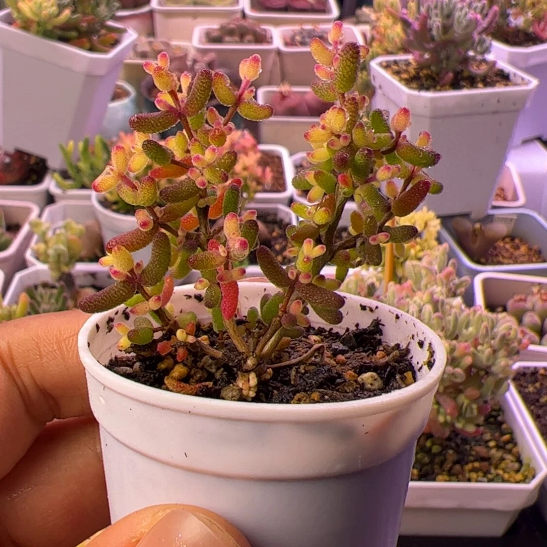 开播福利多肉植物枝干老桩假飞机猪