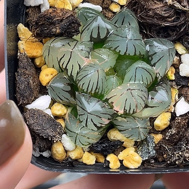 178龙爪玉露锦头家多肉十二卷