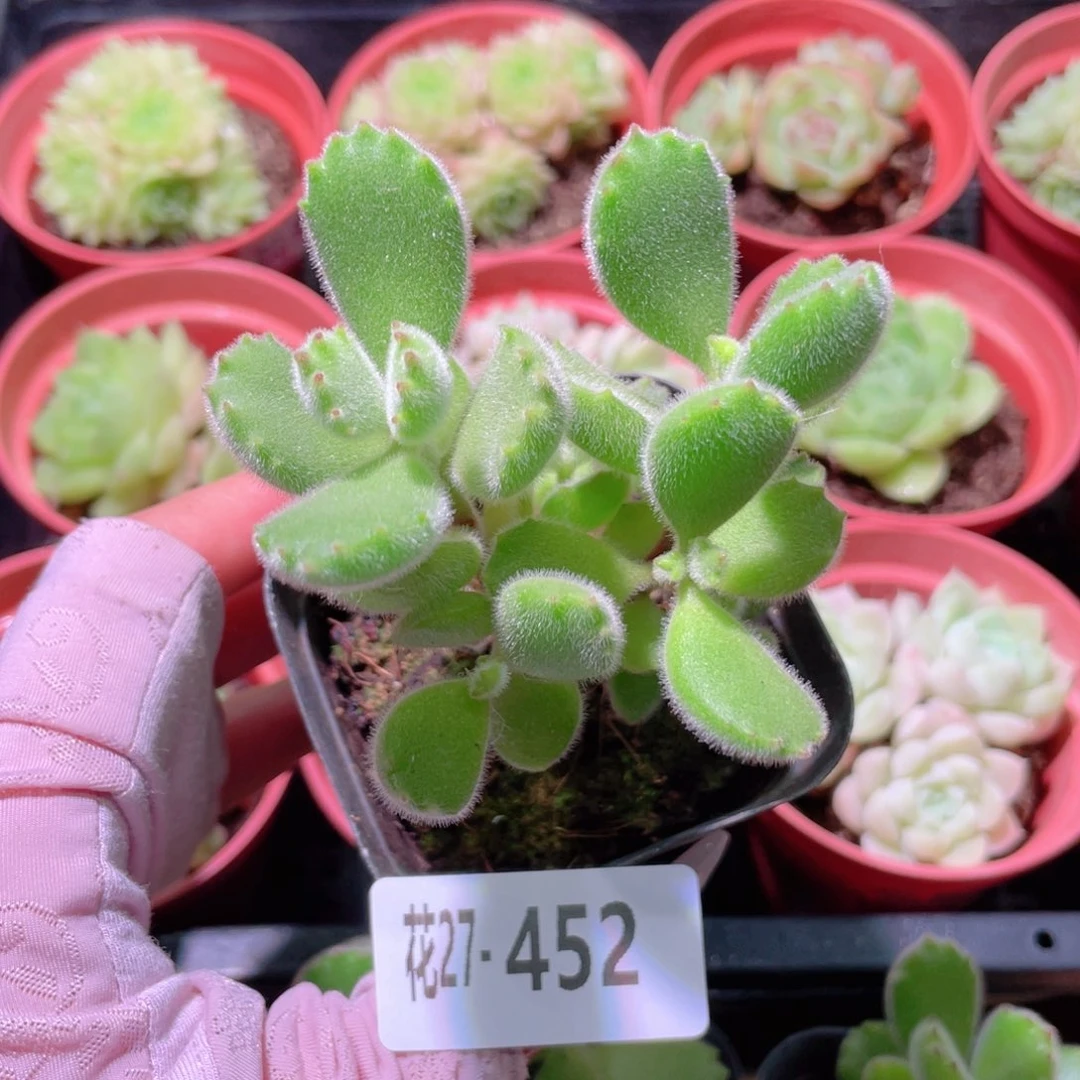 花利美27-452熊童子 不售后
