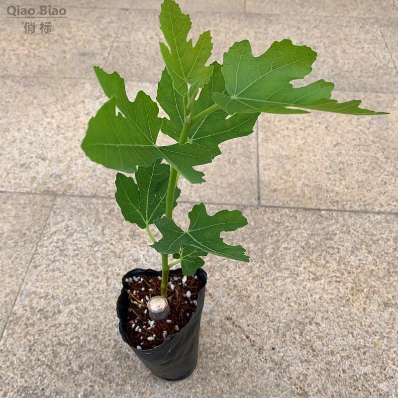 无花果盆栽果树苗波姬红大果早熟南北方阳台庭院绿植耐寒耐旱矮化
