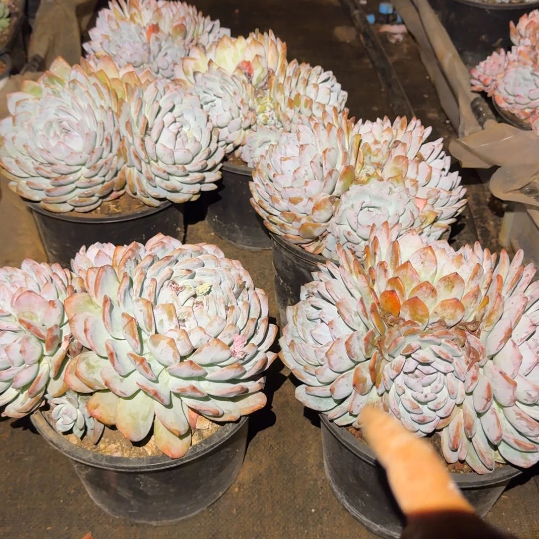 加仑橙梦路多肉植物