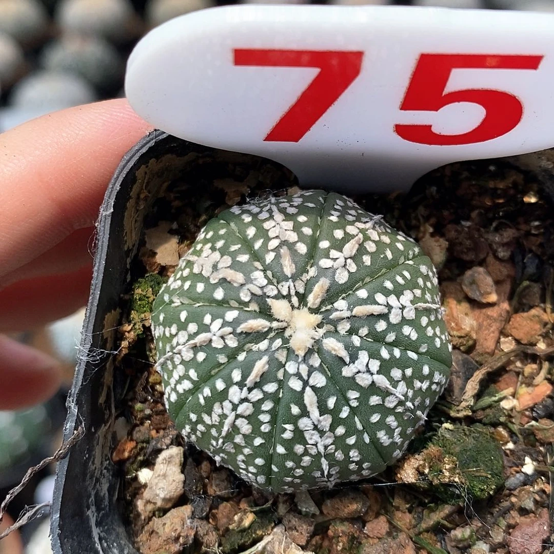 75奇迹兜系列产品福利