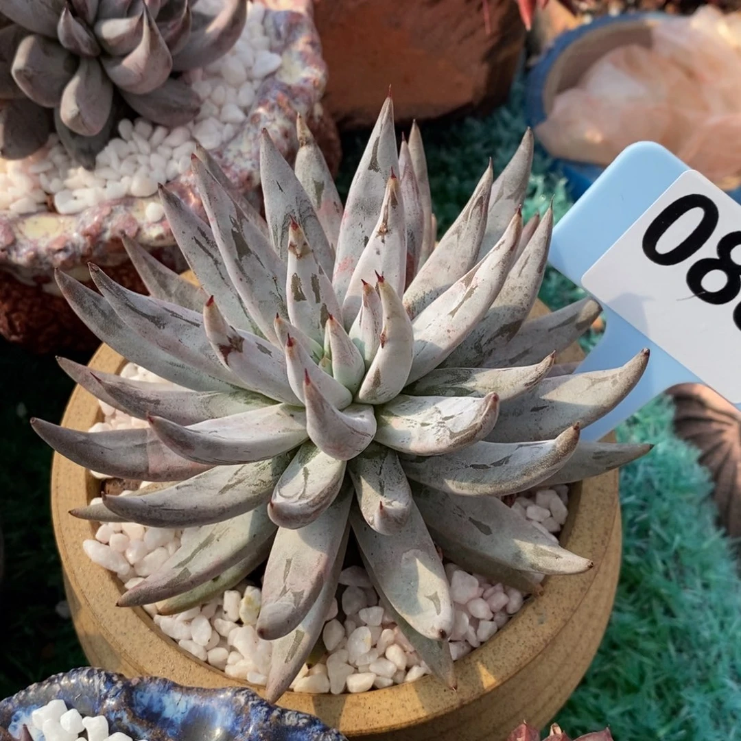 魔爪多肉植物盆栽