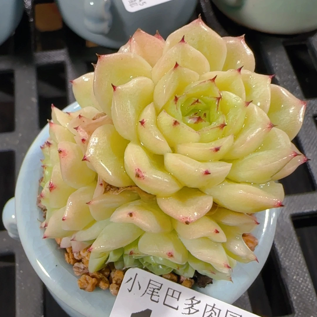 A5小尾巴5CM迷你拇指盆栽精控多肉139