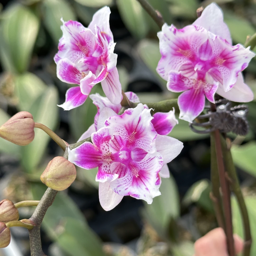 花草情抒精选蝴蝶兰｜开花株/变异株