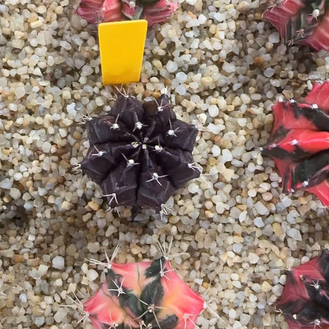 L784-0104泰国发货 黑寡妇