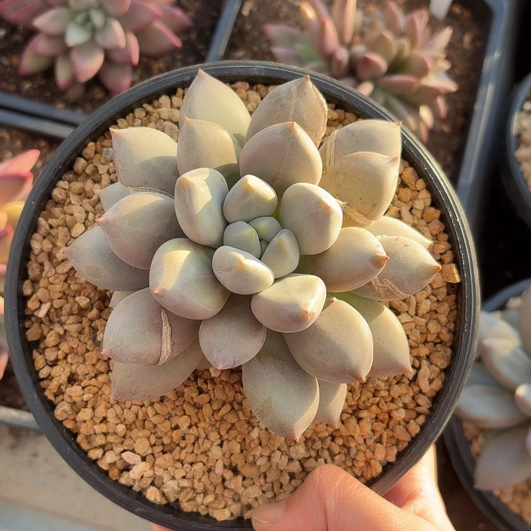 @***兒焦糖胖体哥特萝莉123456789999999