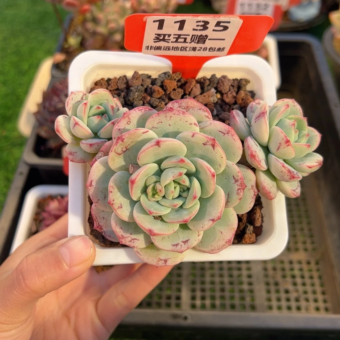 表妹精品多肉1135.