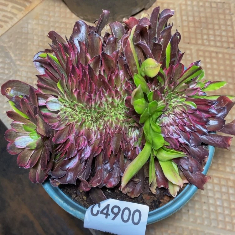 【闪购商品】4900多肉