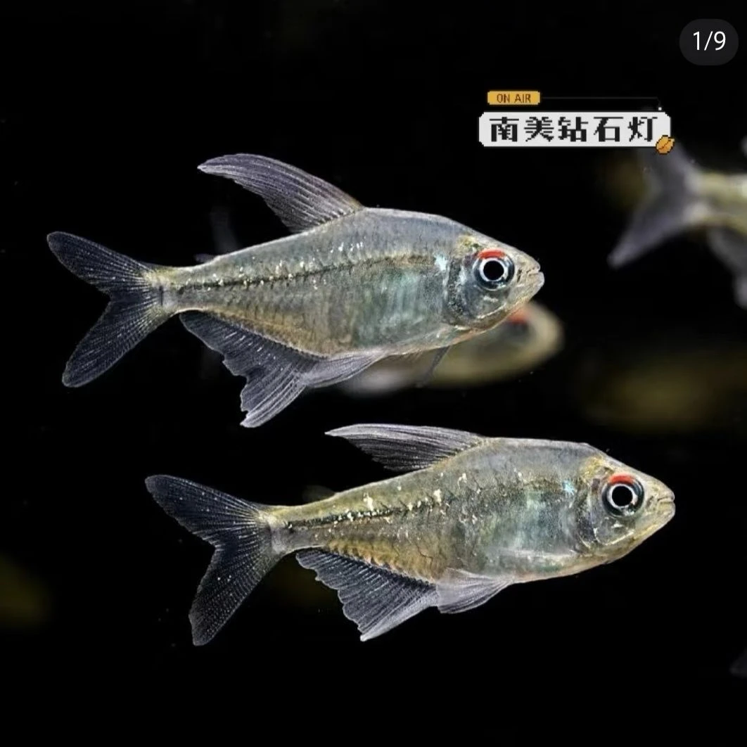 热带鱼南美钻石灯鱼