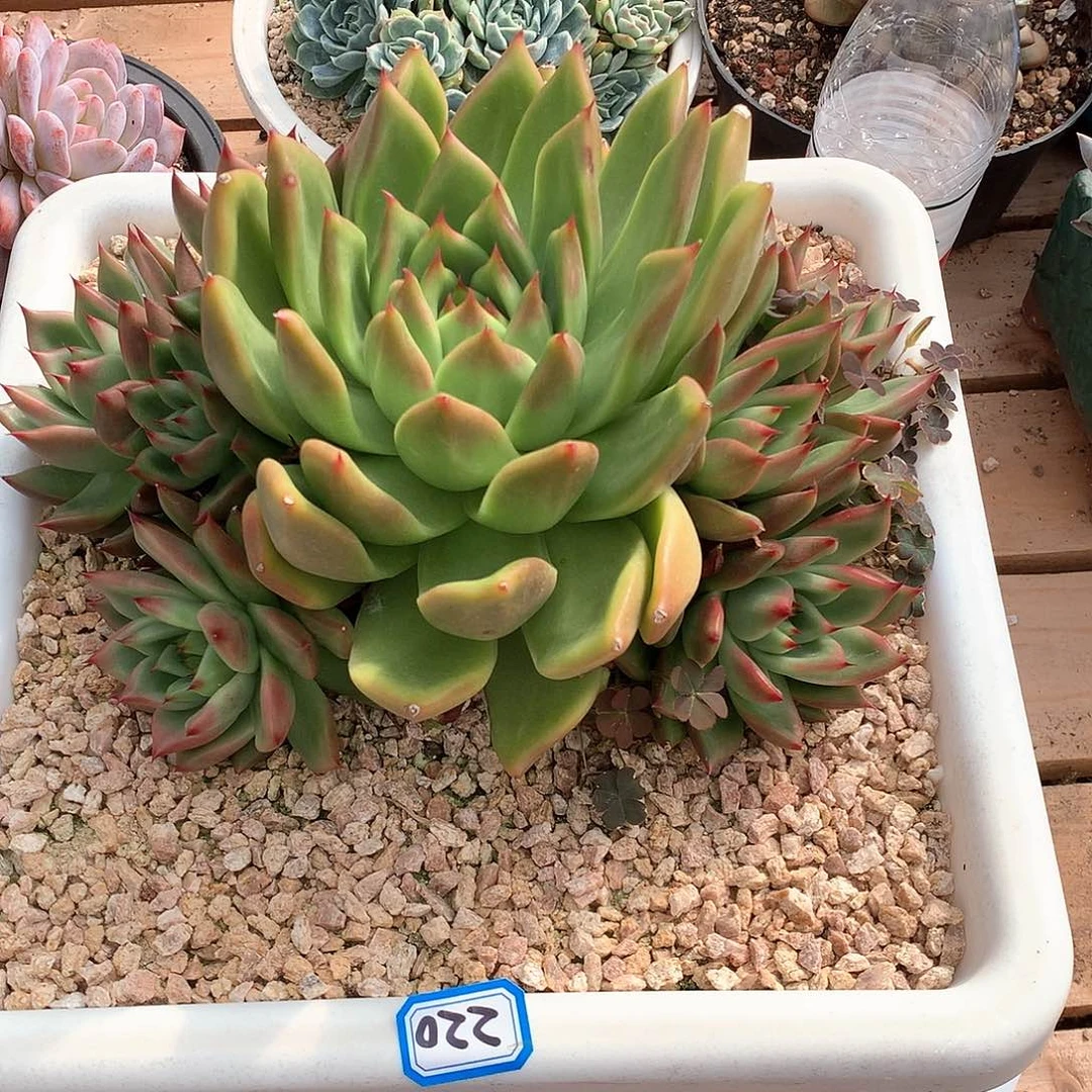 220 一物一拍多肉