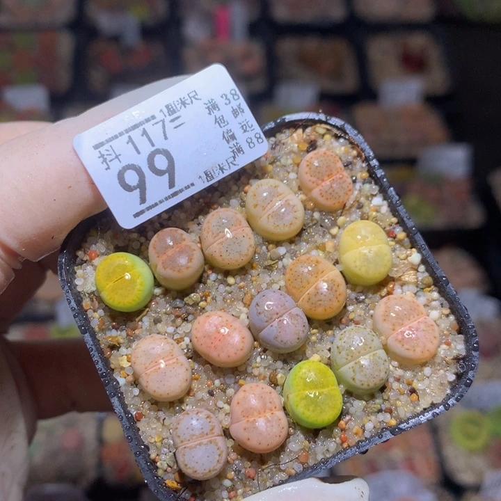 精品生石花117.99