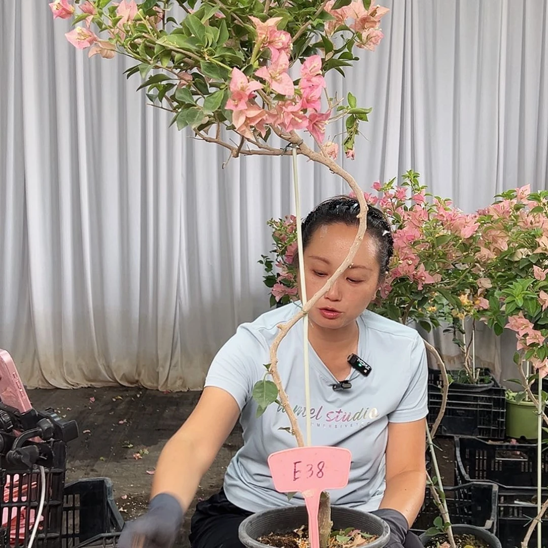 8***2当前无花栽培后可以开花E38卡亚塔