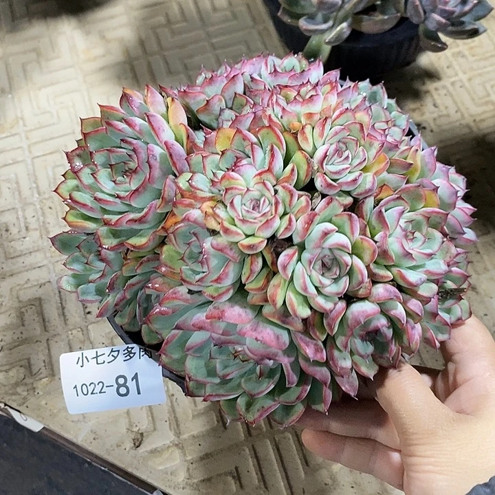 小七夕多肉荷花81