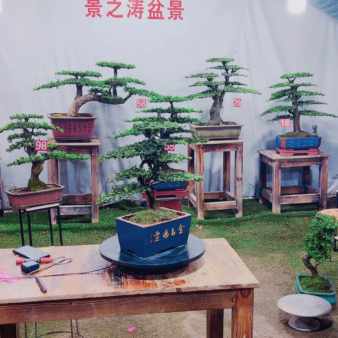 完全开放米叶罗汉松