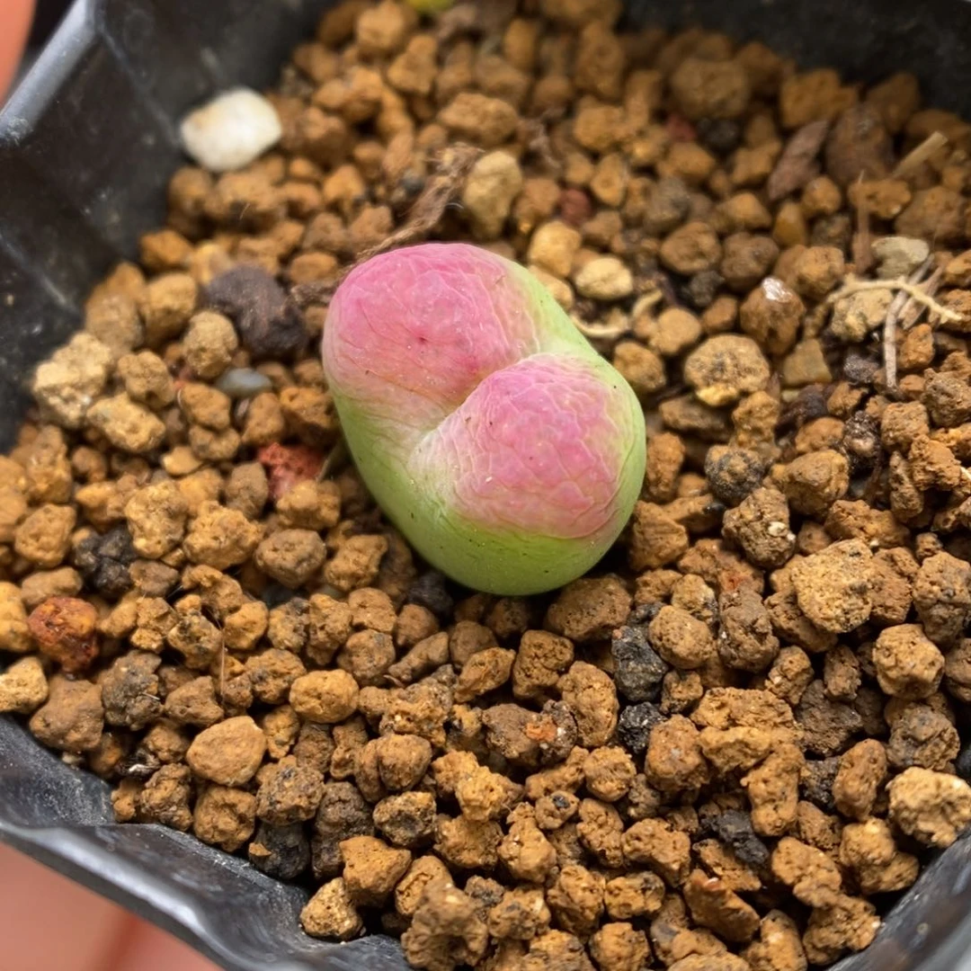 多肉植物肉锥杂交K-149