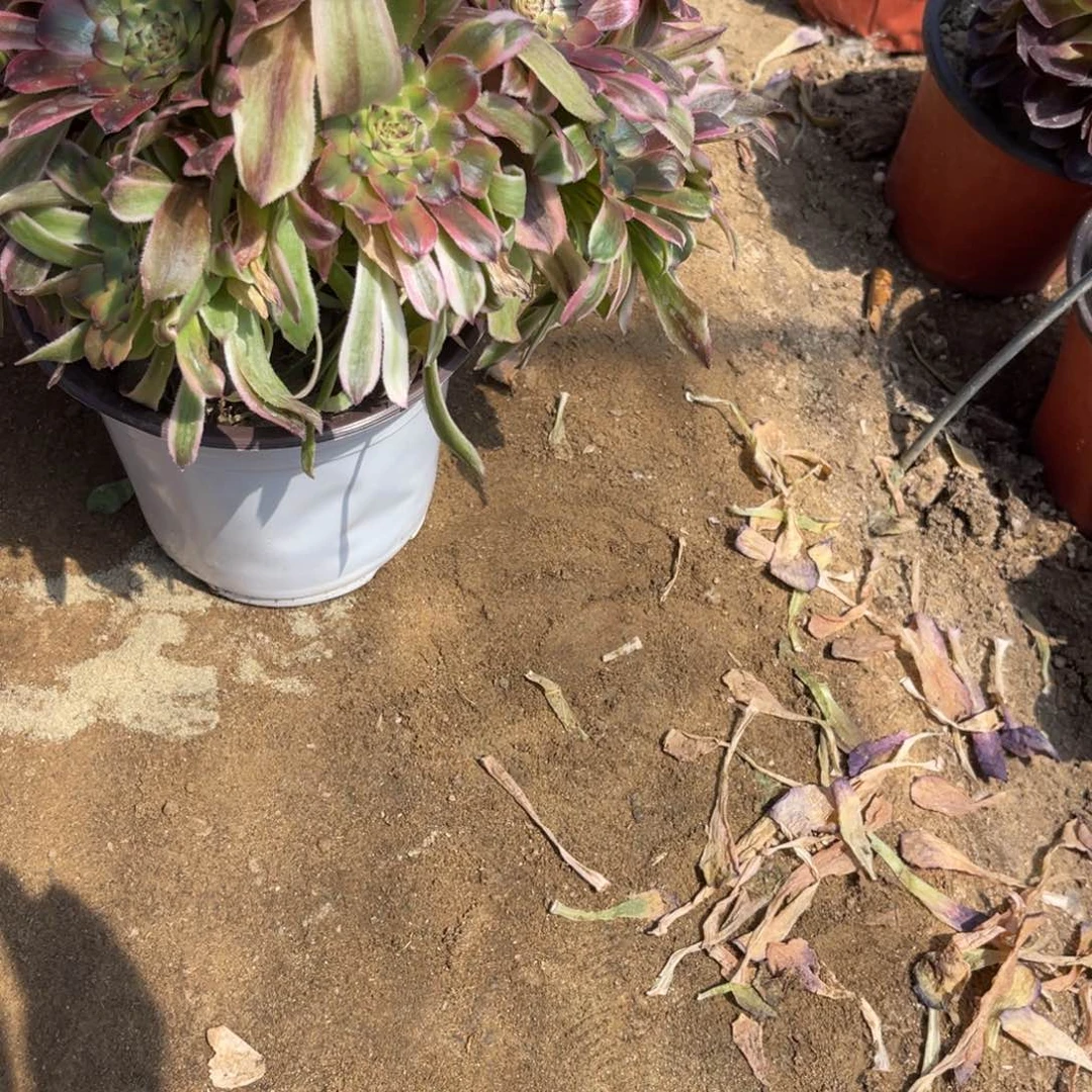 Q*5-10-46女巫法师锦寄养