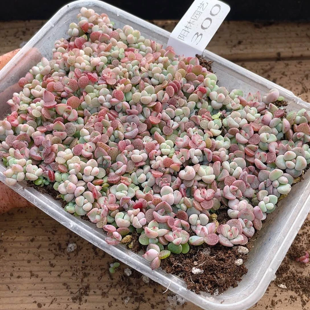 小***ღ多肉植物多肉植物300