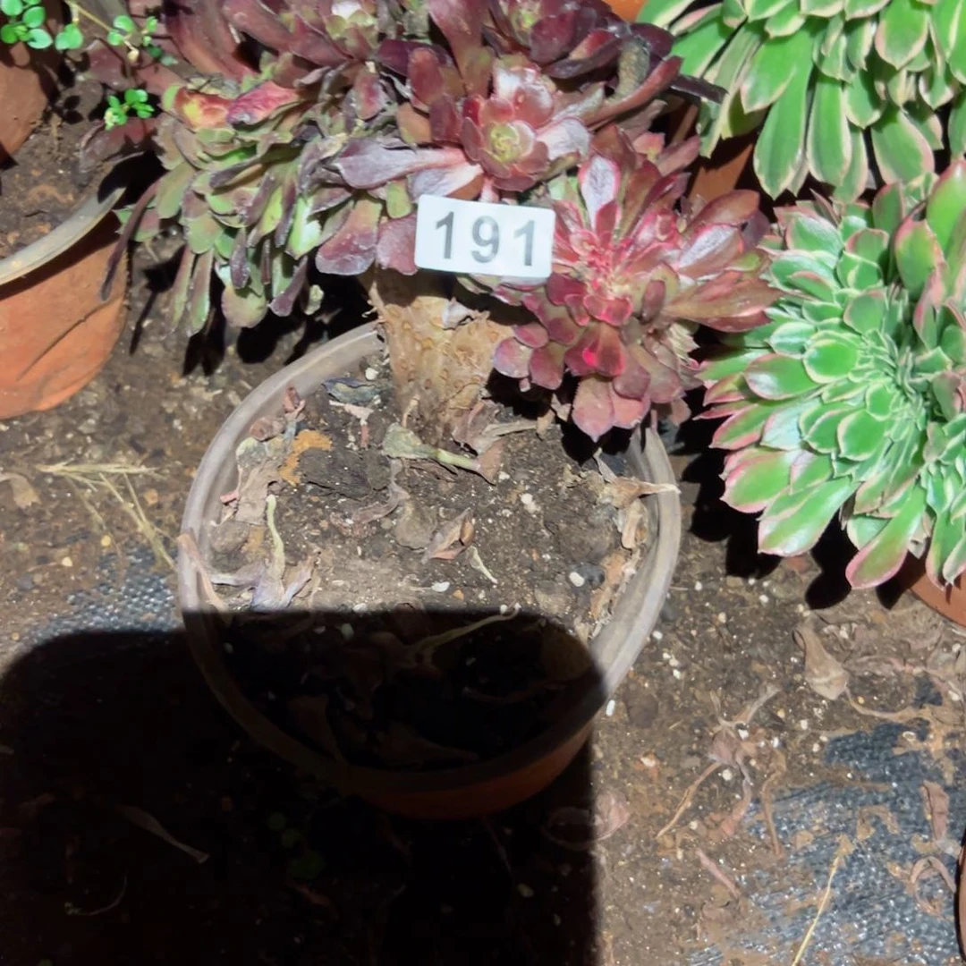 191 号多肉植物法师新年福利