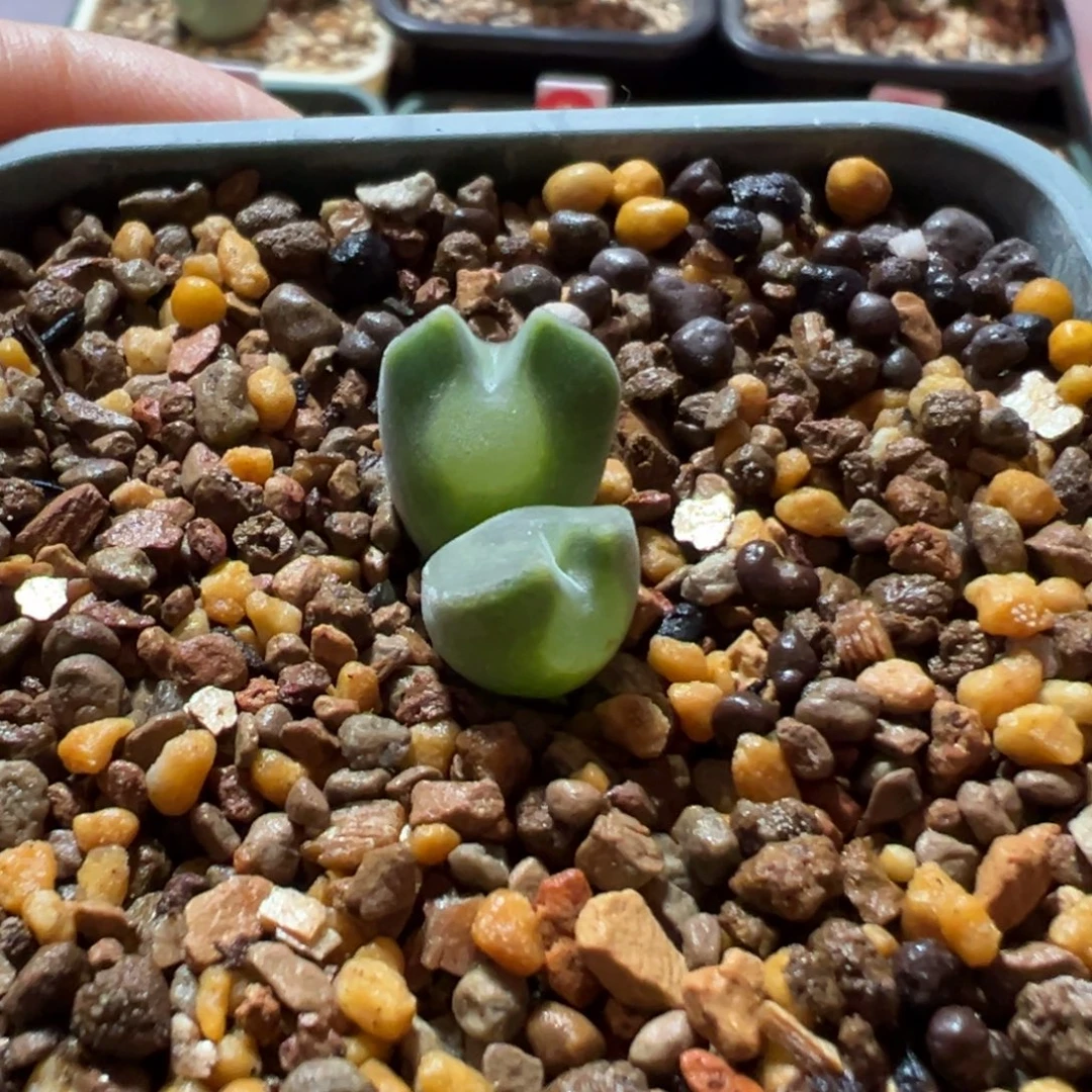 大眼睛双头母本，一物一拍