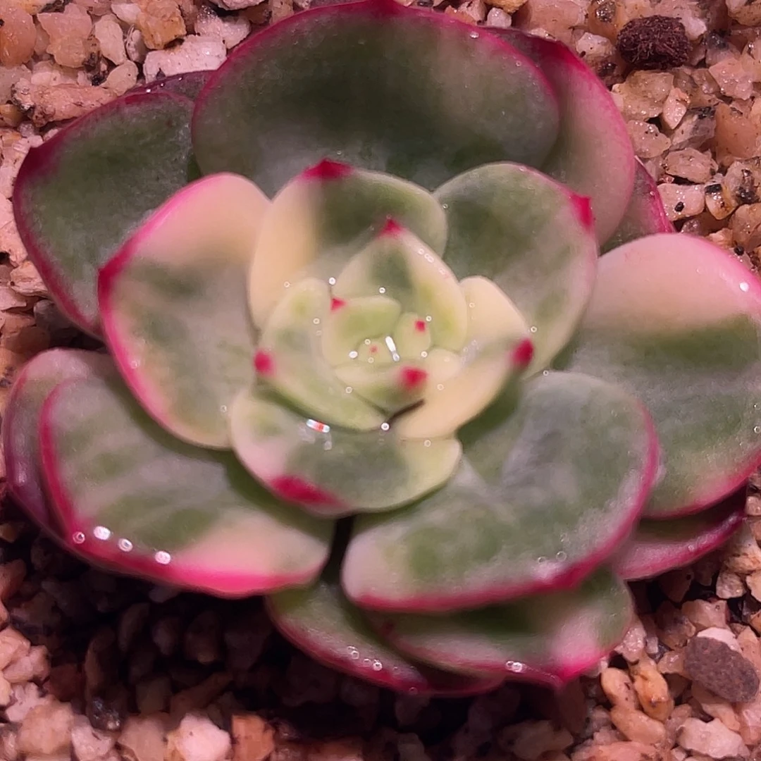 尚品园艺福利锦有须根8573