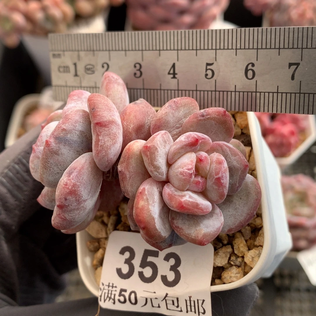 353。石化双头突尼斯星影。