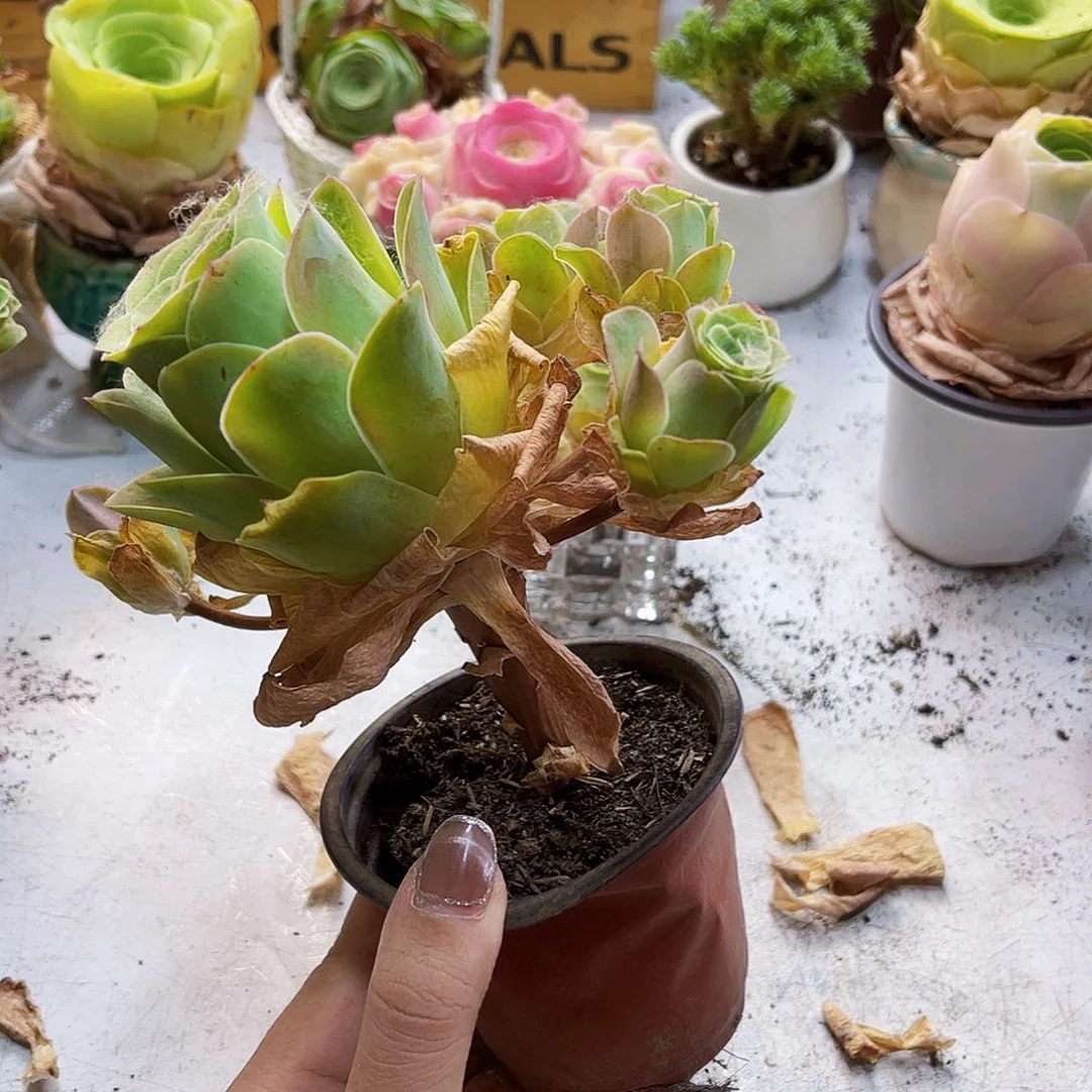 傲*仙桃玫瑰多肉