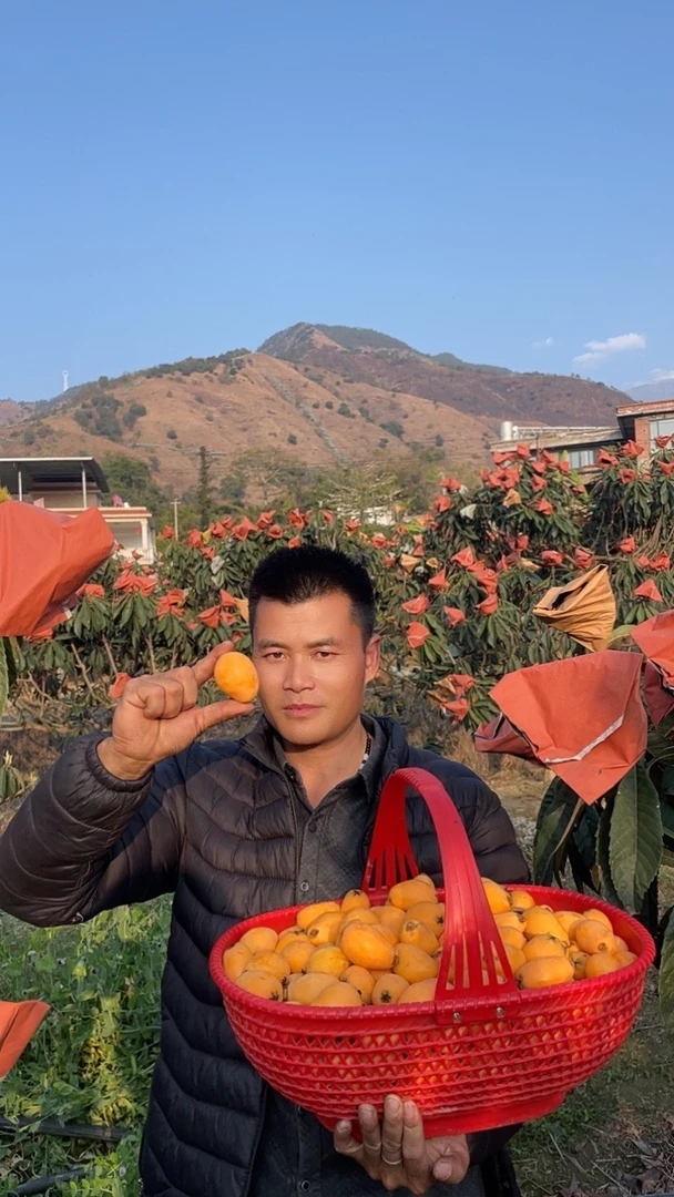 邮政航空包邮）攀枝花米易枇杷鲜果40克以上个大礼盒包装