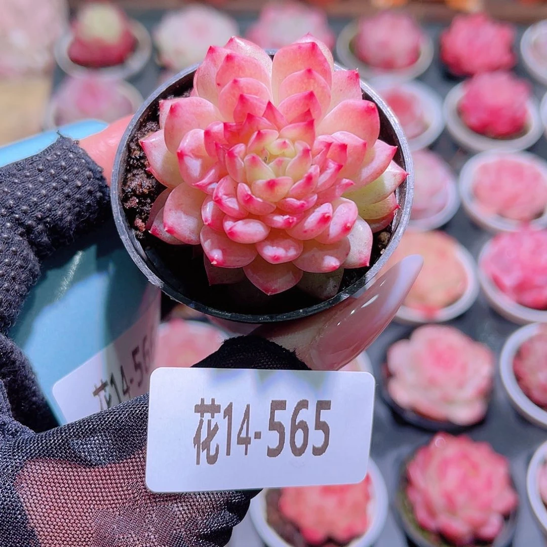 花利美14-565新麦秆