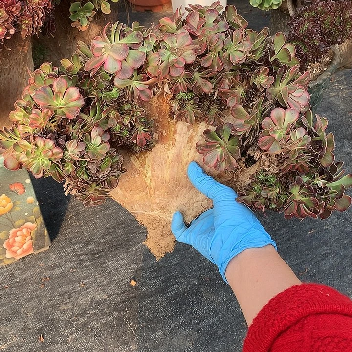 王***耀美杜莎朵朵上盆寄养不发货