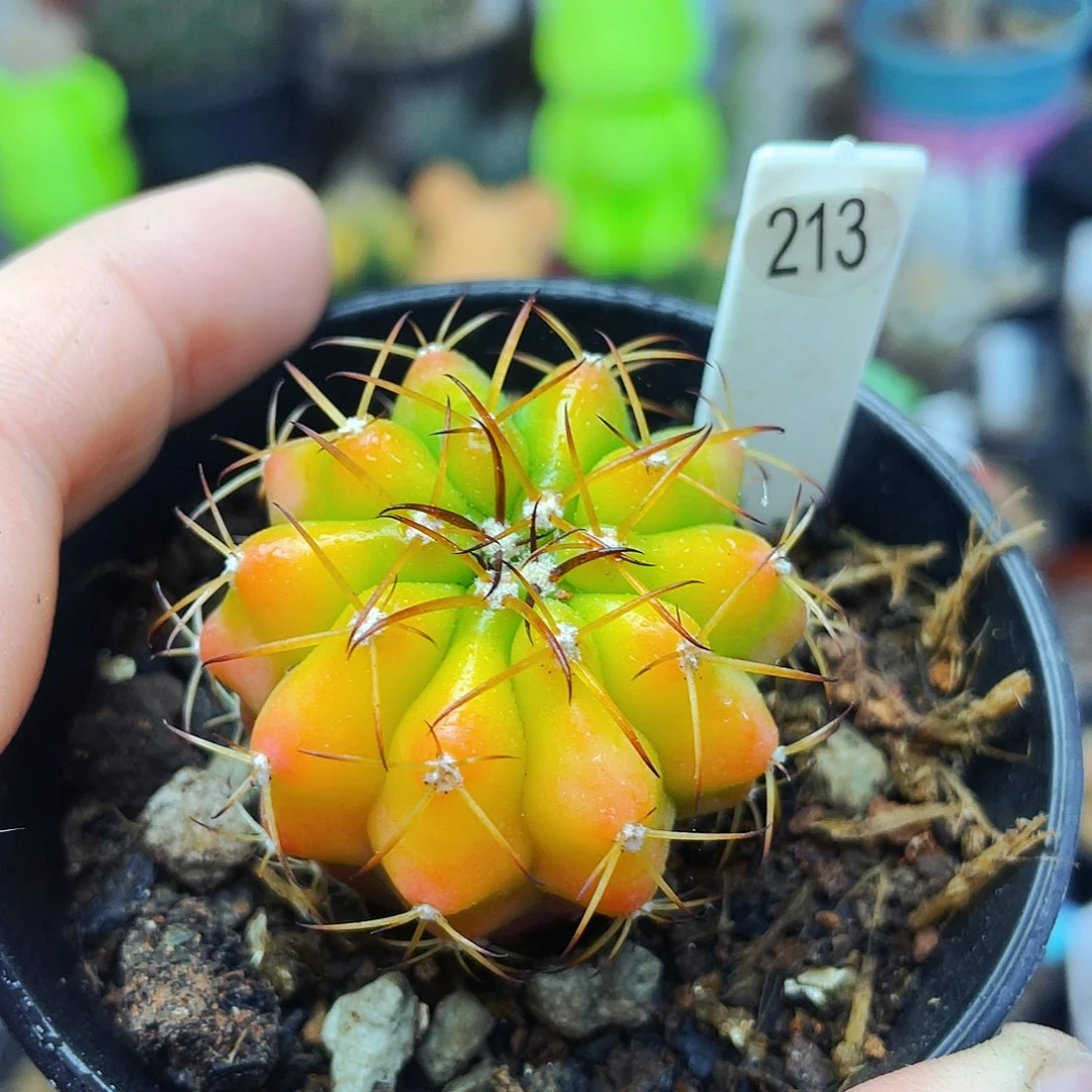 晨****X非偏远地区满25包邮仙人球