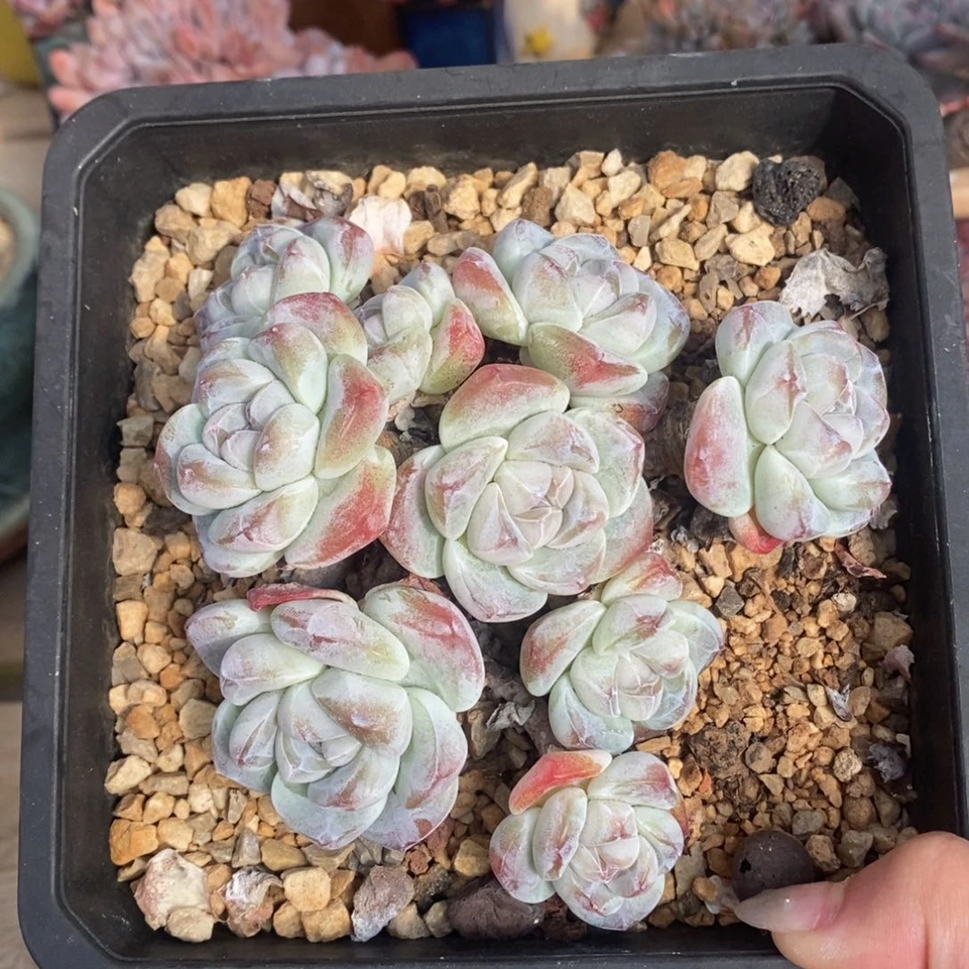 九头脸朝上冰玉小包子