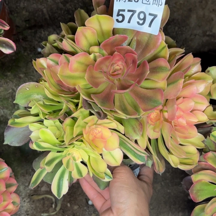 5797南香妃多肉植物